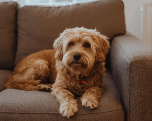 Pet Odor & Stain Removal